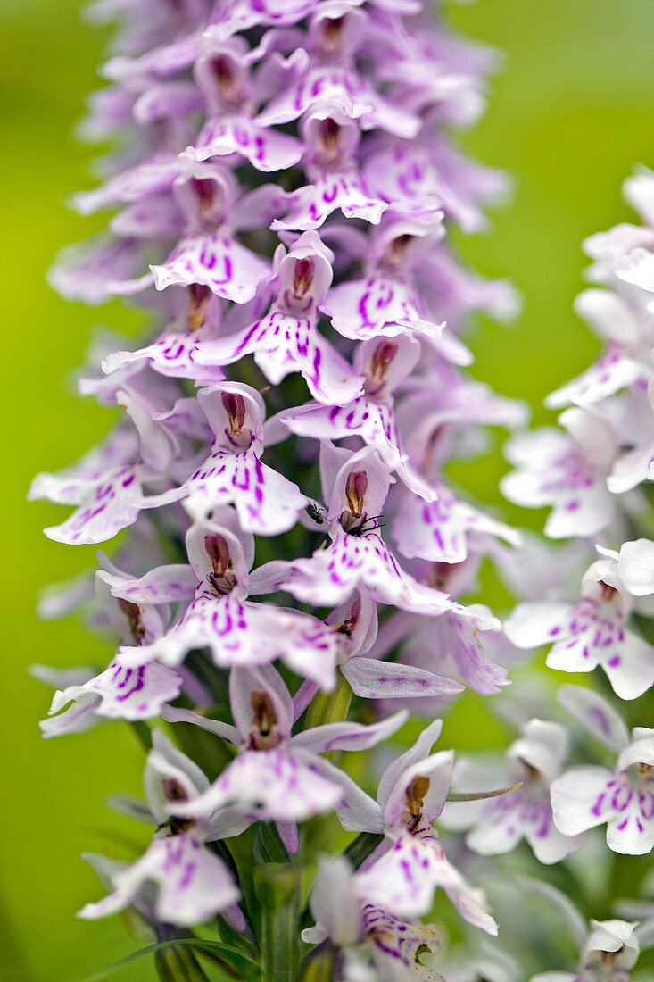 Spotted Orchid (Dactylorhiza fuchsii)