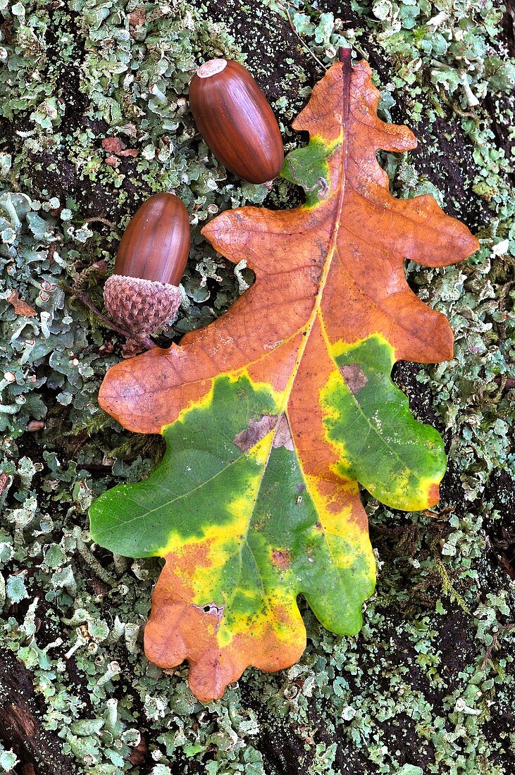 Oak acorns and autumn leaf
