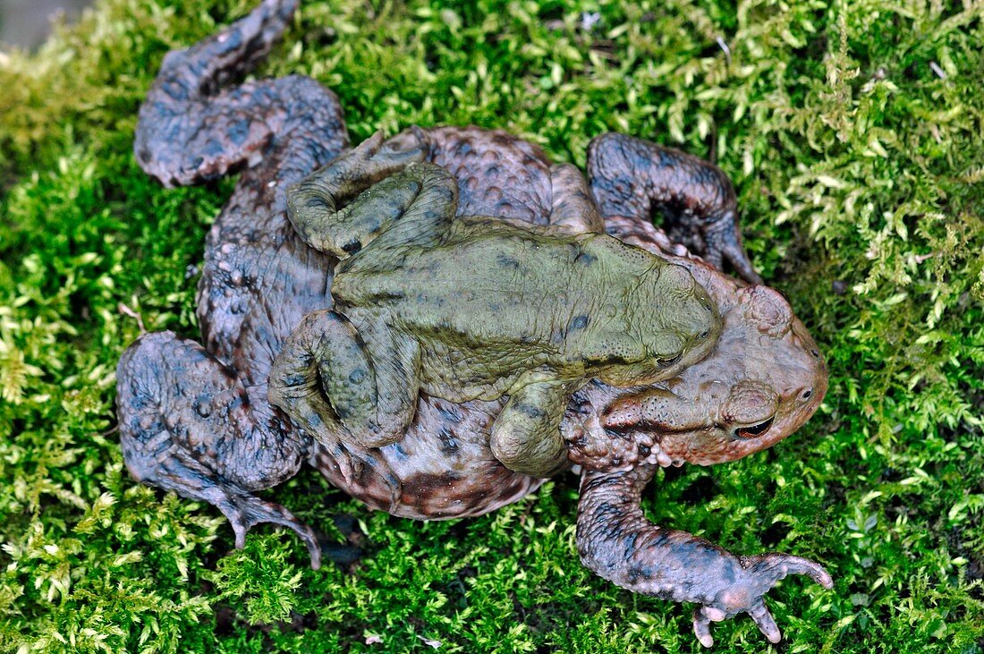 Common toads breeding