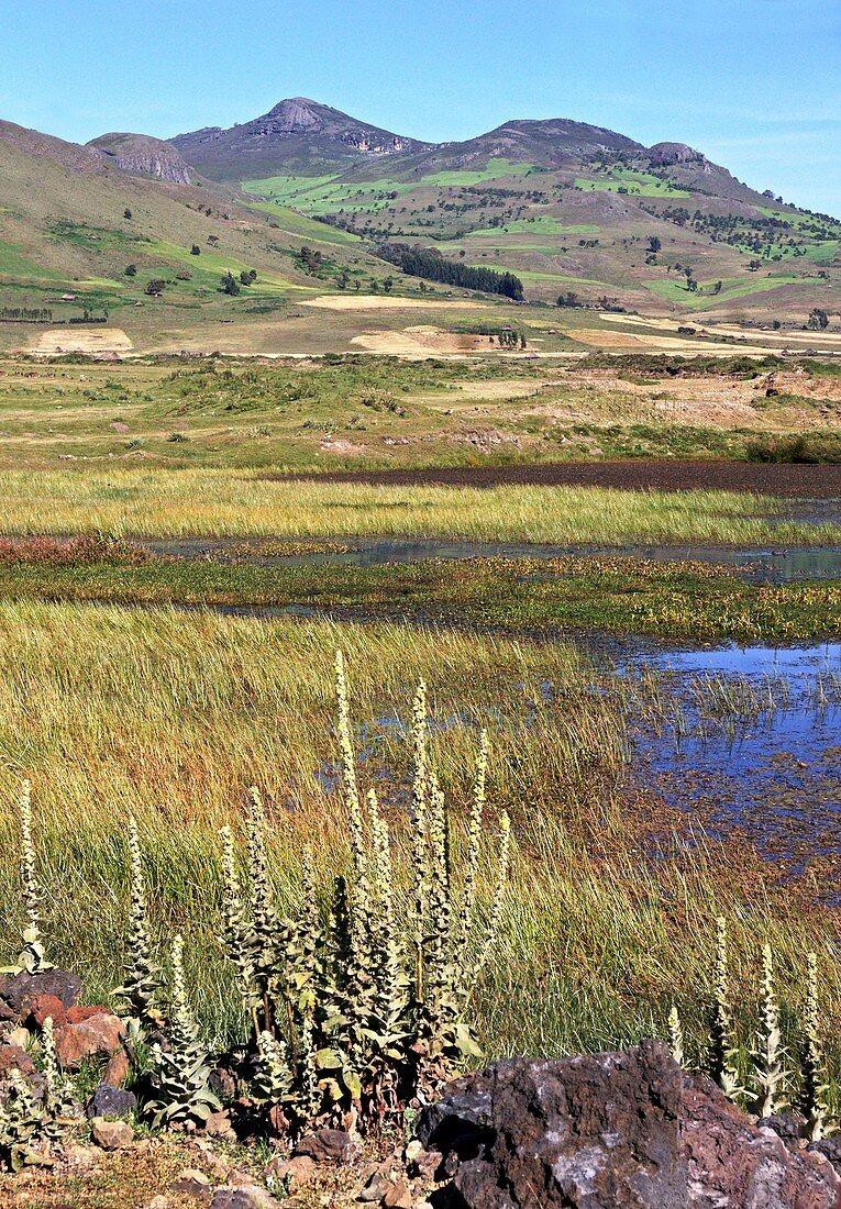 Bale Mountains marshland,Ethiopia
