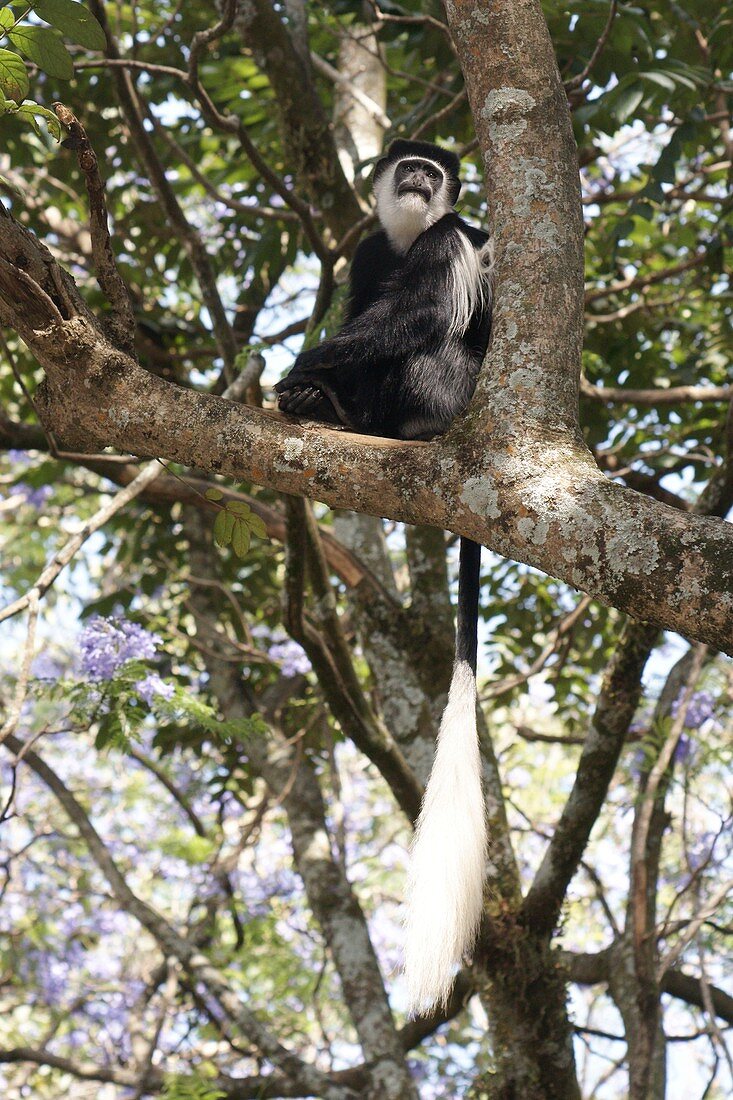 Mantled guereza in a fig tree