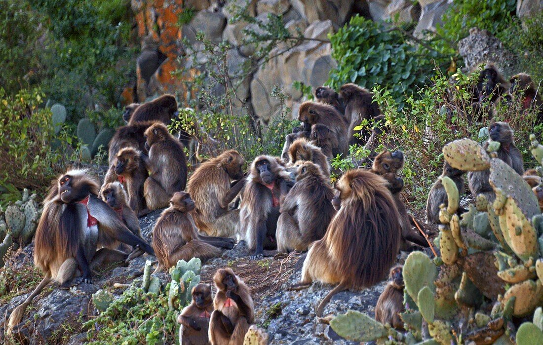Troop of gelada baboons