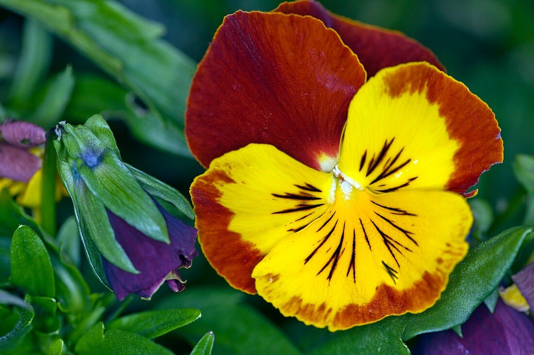 Pansy (Viola sp.)