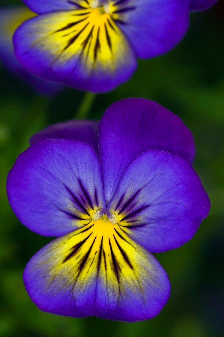 Pansy ( Viola sp.)