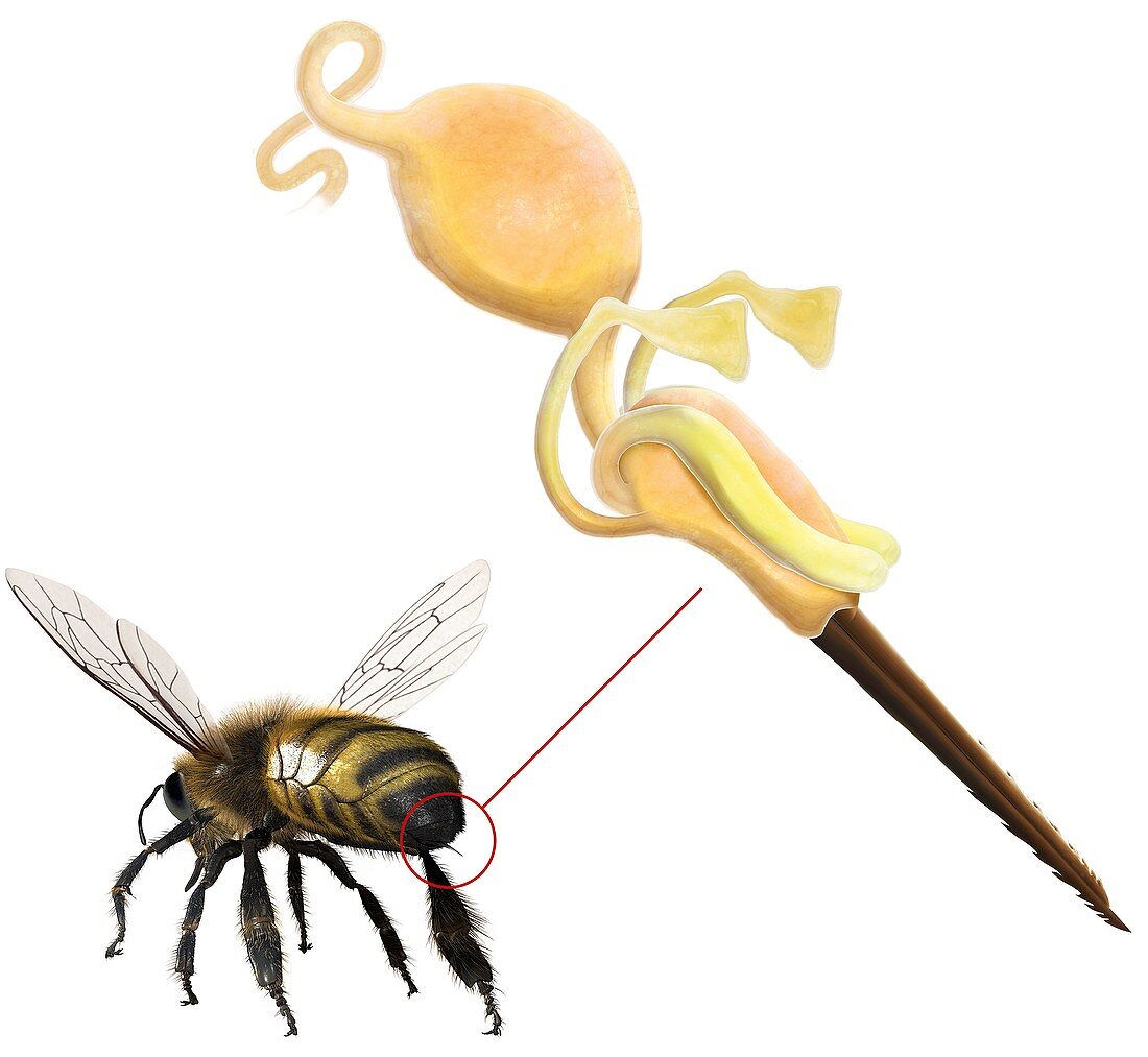 Bee sting,anatomical artwork