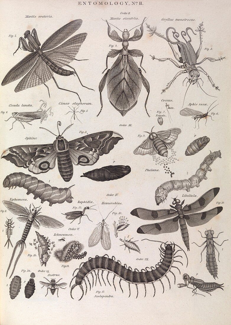 Insect illustrations,1823