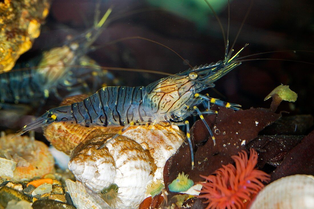 Common shrimp