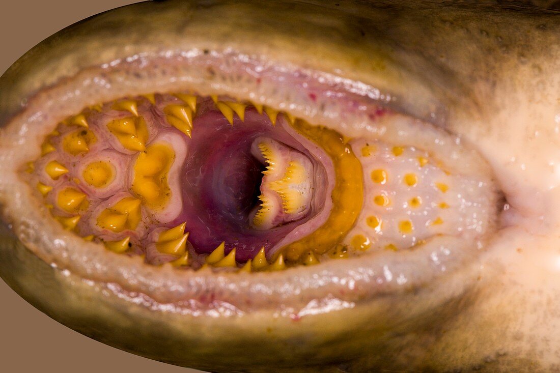 Sea lamprey mouth