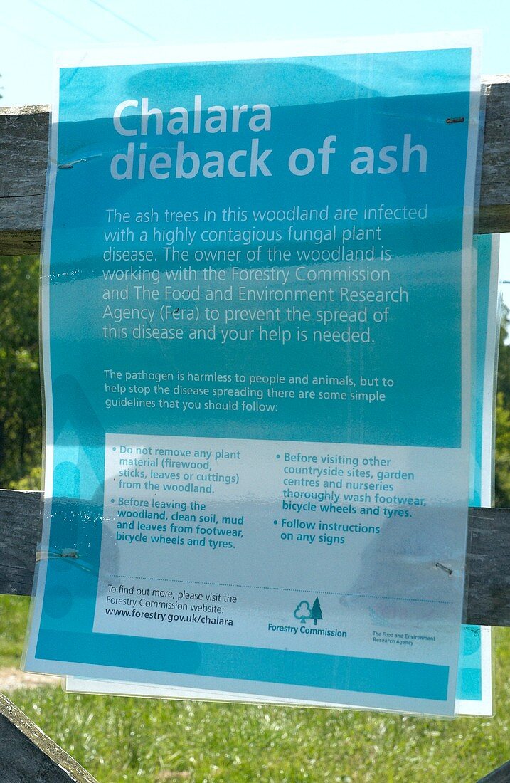 Ash dieback disease notice