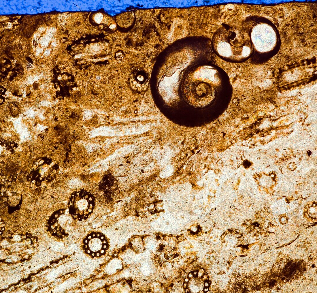 Fossil-bearing rock,light micrograph