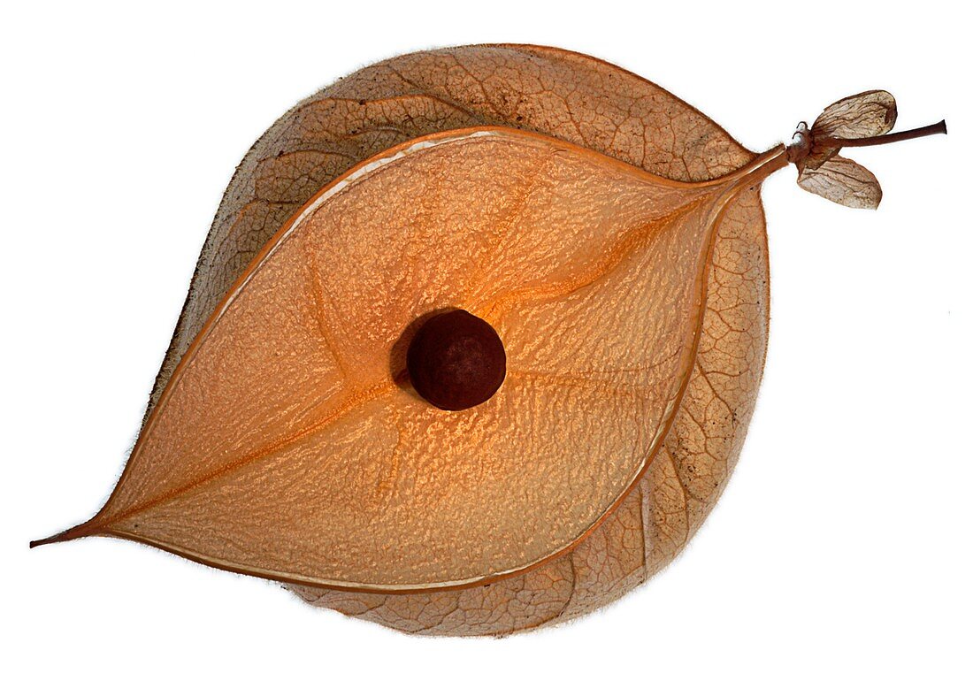 Cardiospermum halicacabum seed pod