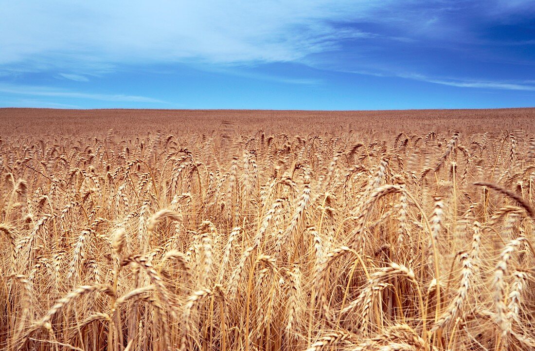 Wheat field,South Africa