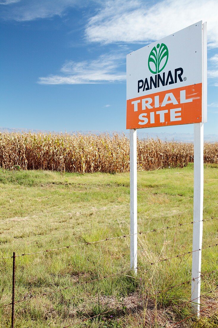 GM crops trial site,South Africa
