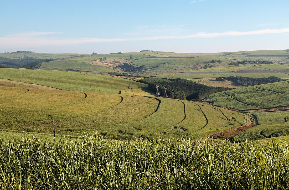 Sugar cane farming,South Africa