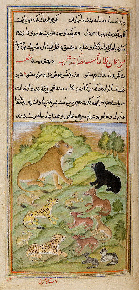 Lioness with other animals