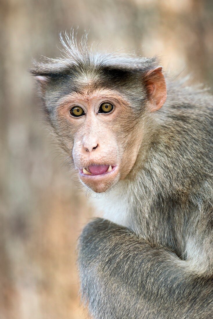 Bonnet macaque threat display
