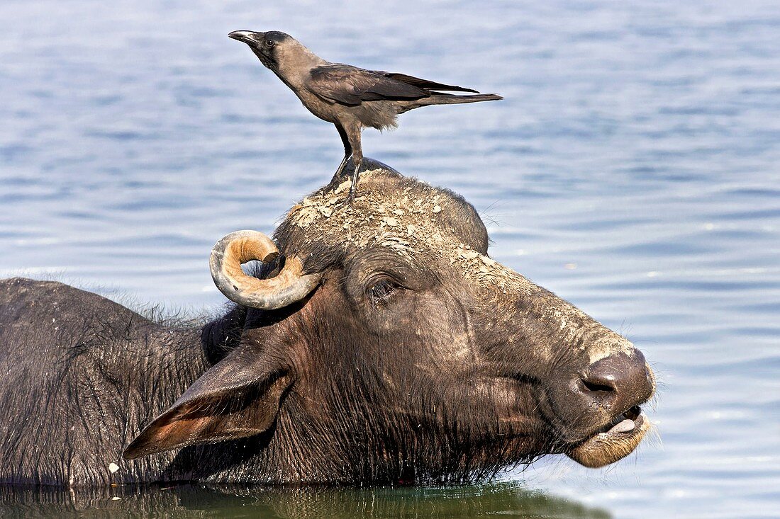 Water buffalo and crow