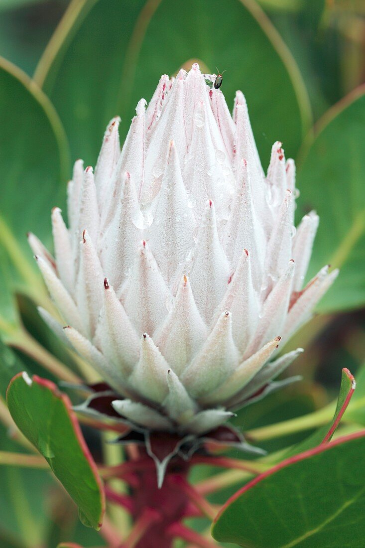 King protea (Protea cynaroides) in flower