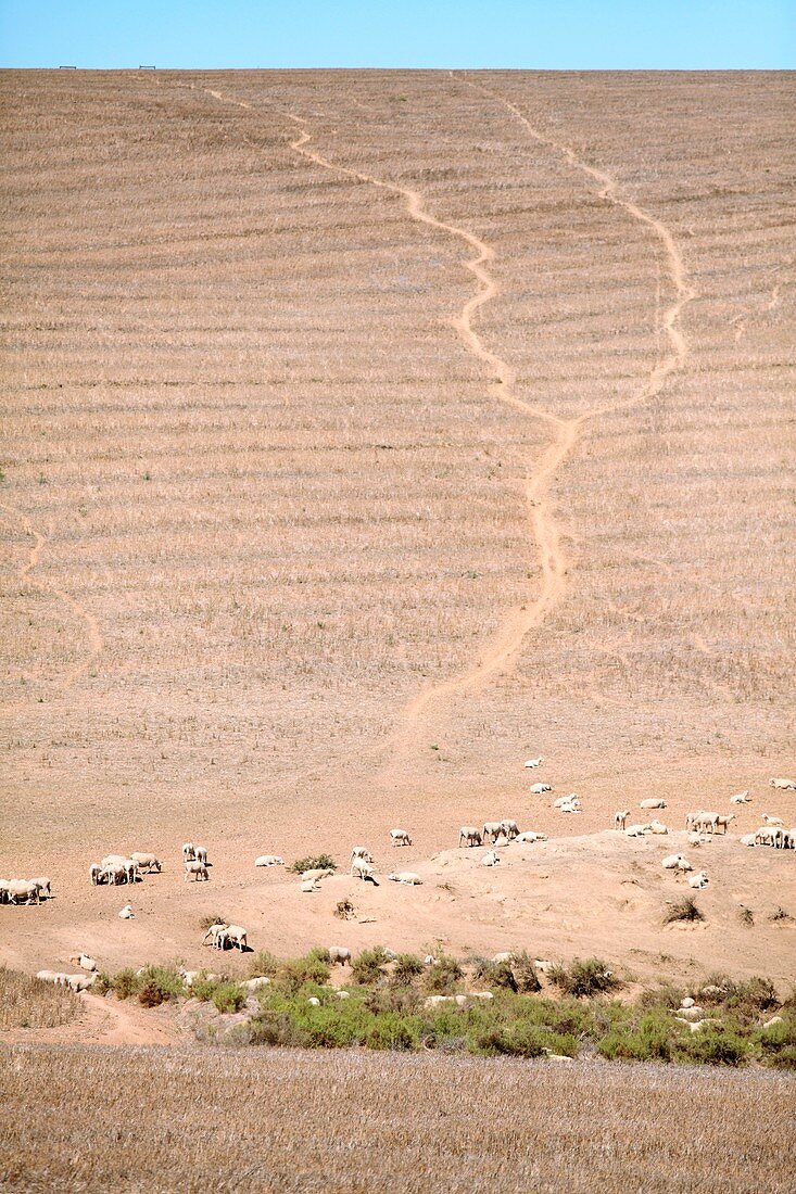 South African merino sheep