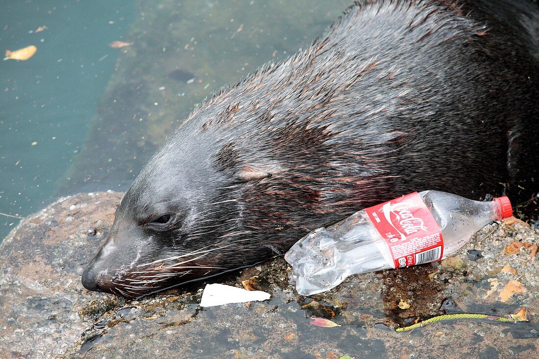 Cape fur seal in polluted water