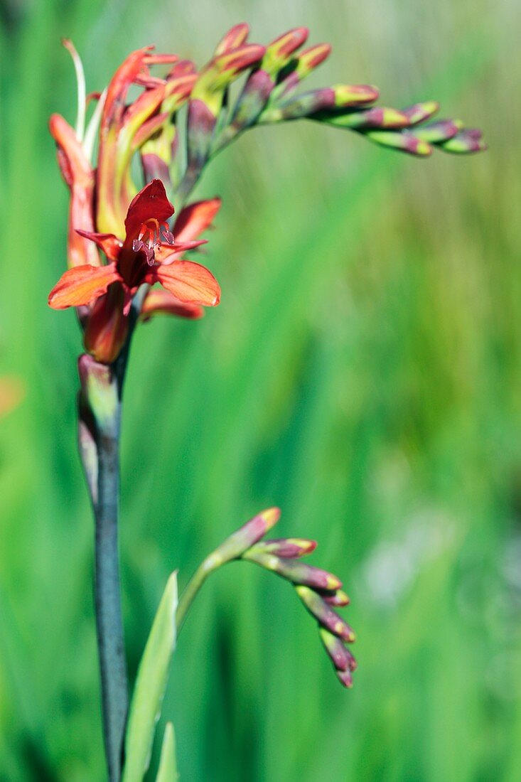 Cobra lily (Chasmanthe bicolor) in flower