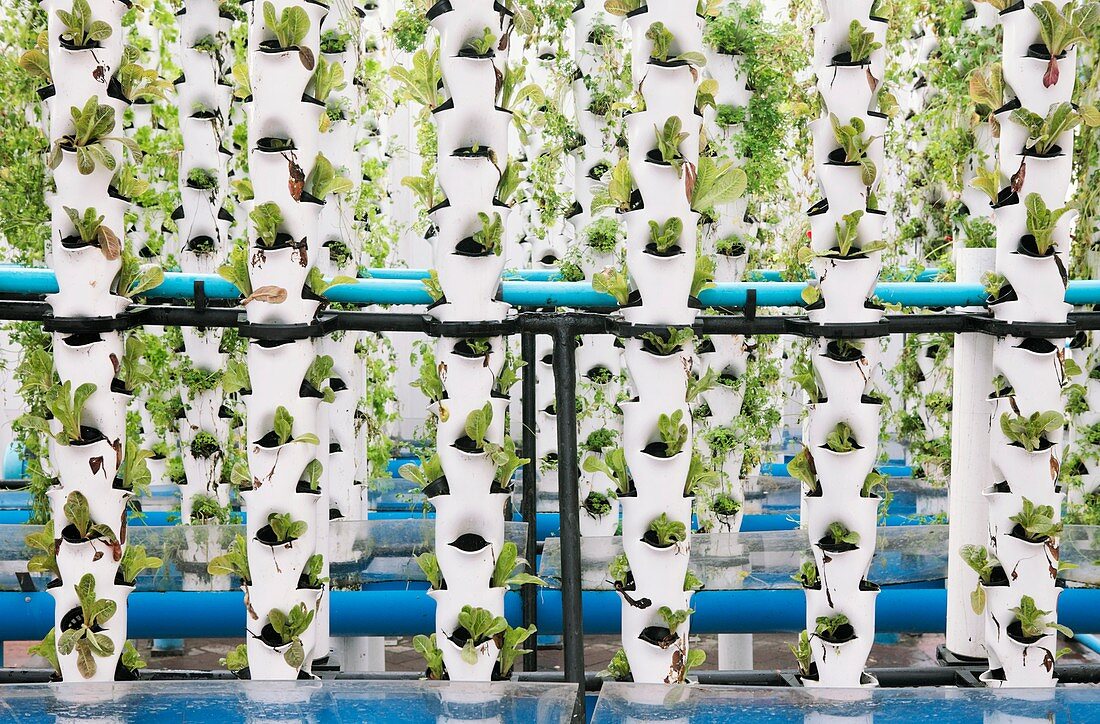 Hydroponic lettuce nursery