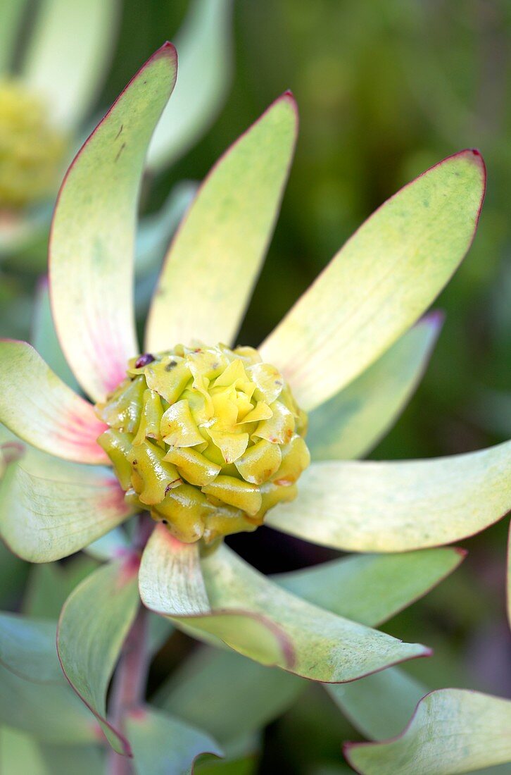 Protea (Leucadendron tinctum)