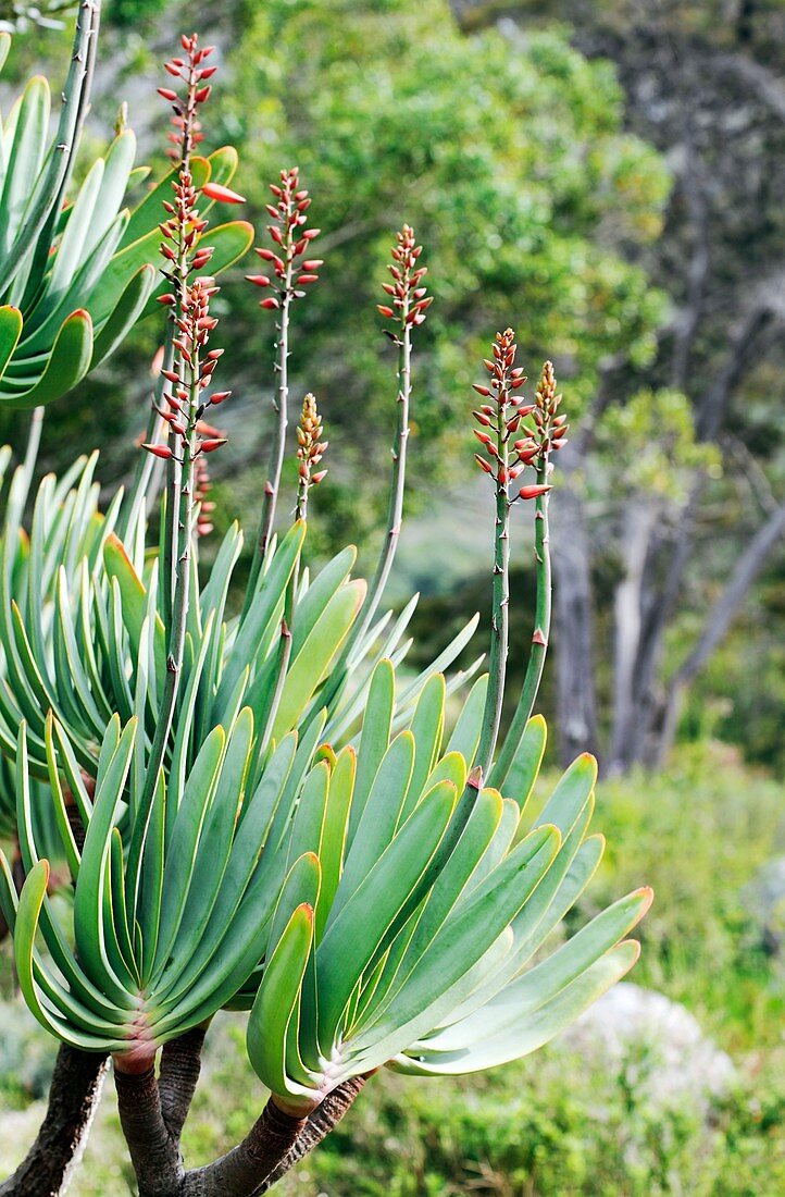 Fan aloe (Aloe plicatilis) in flower