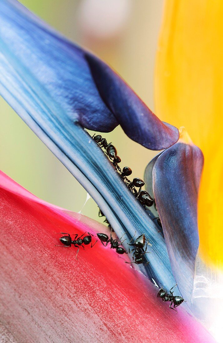Ants on bird of paradise flower