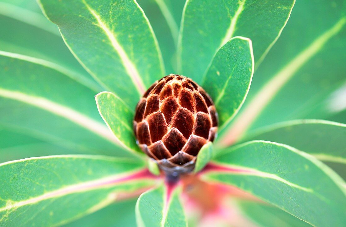 Sugarbush protea (Protea rubropilosa)