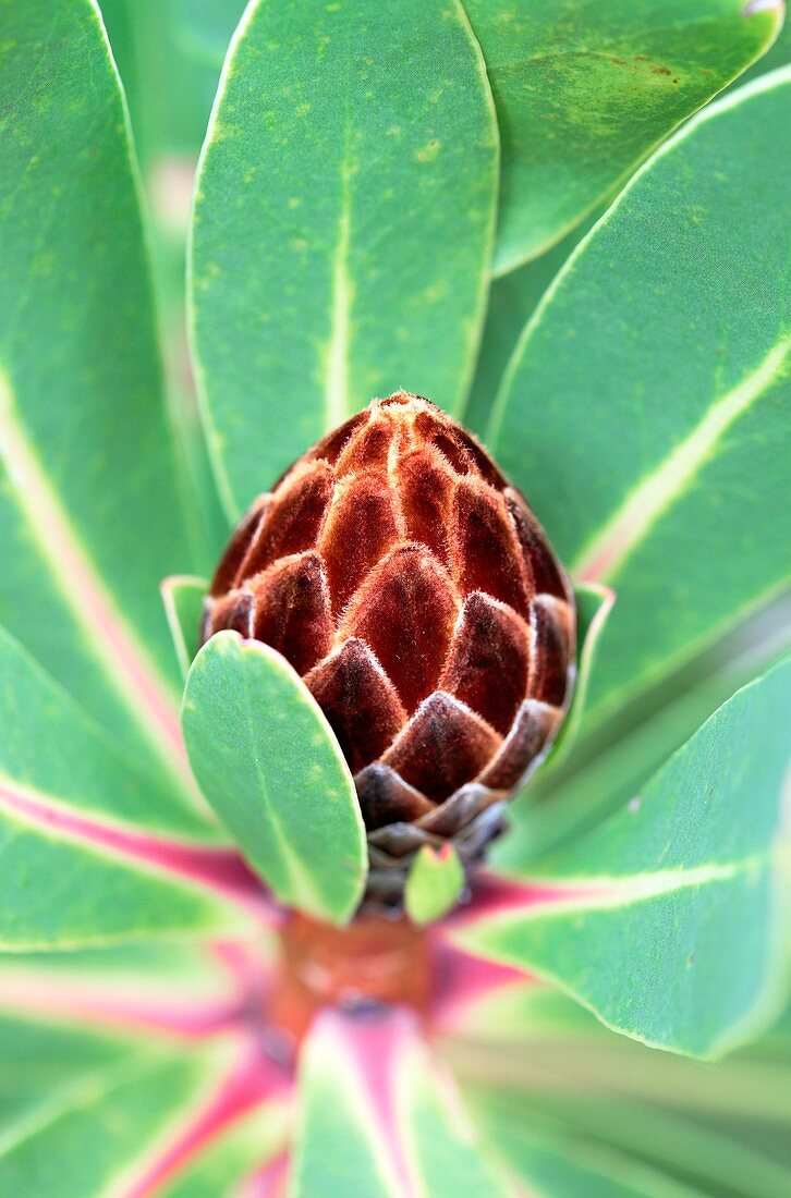 Sugarbush protea (Protea rubropilosa)