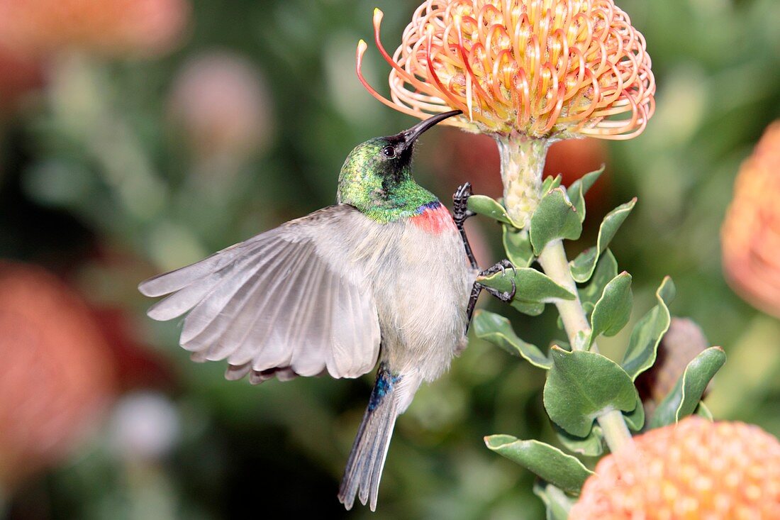 Sunbird on pincushion flower