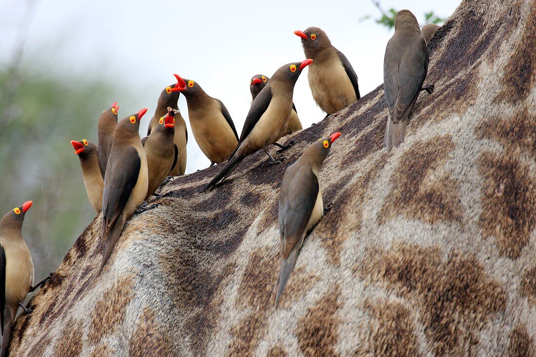 Redbilled oxpeckers on a giraffe