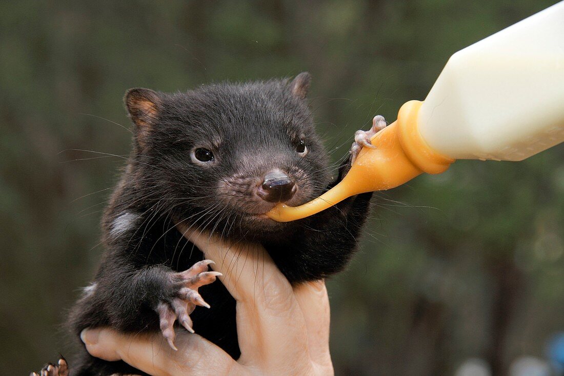 Tasmanian devil baby being fed