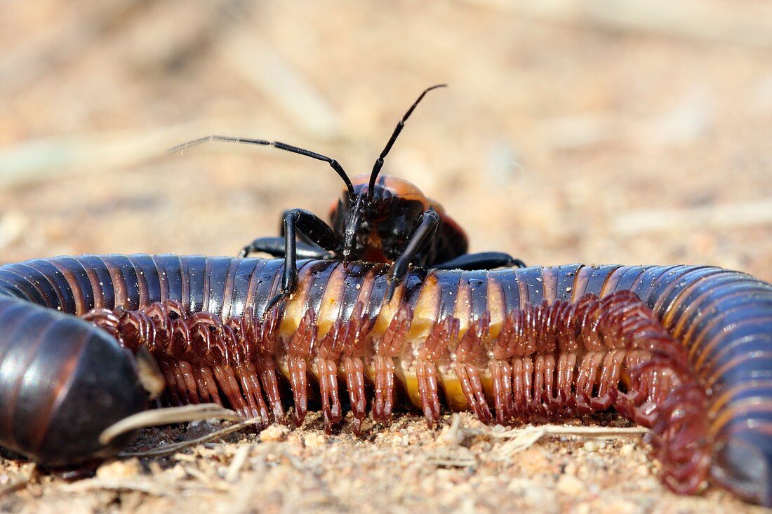Assassin bug attacking giant millipede