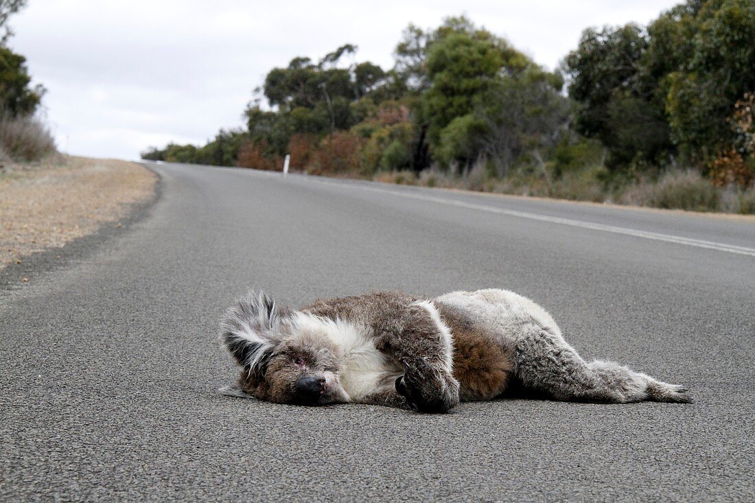 Dead koala on a road