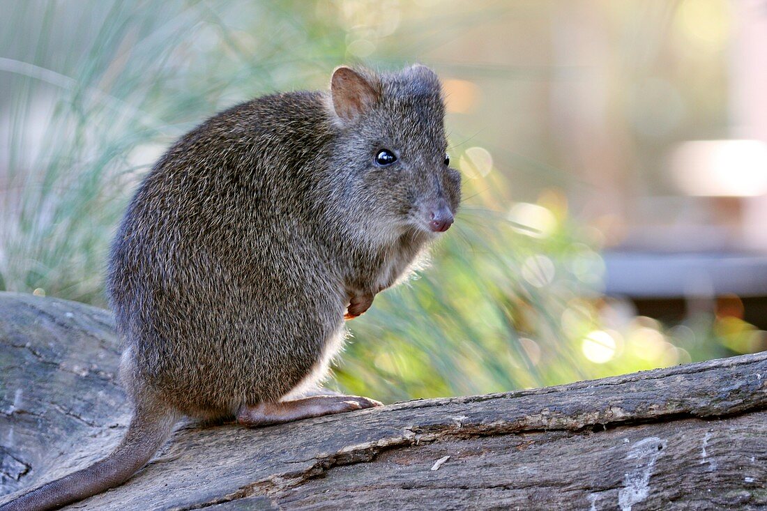 Long nosed potoroo on a log