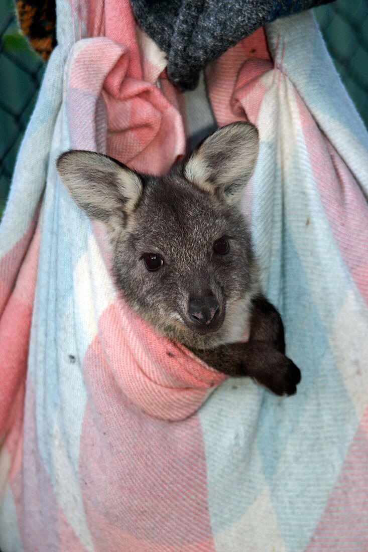 Baby wallaroo in an artificial pouch