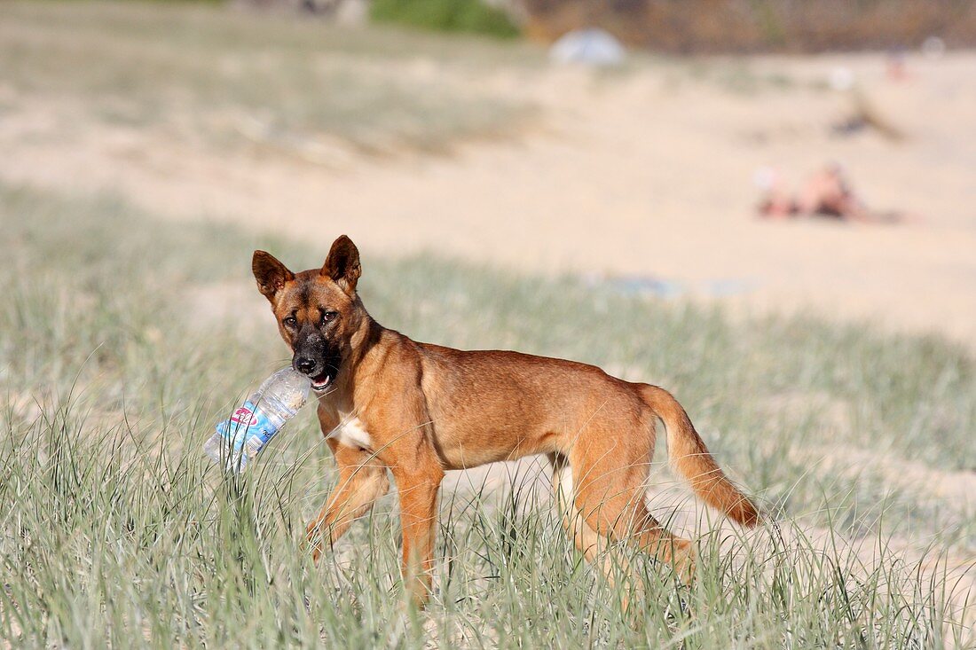 Dingo with a bottle