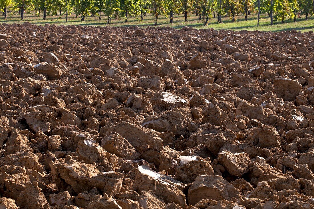 Ploughed clay field