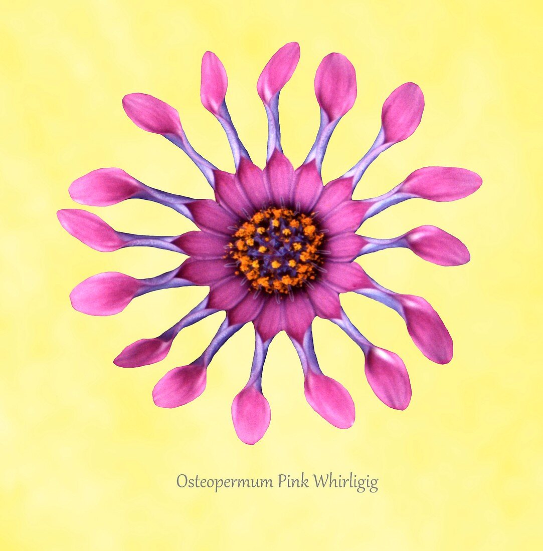 Osteospermum 'Pink Whirligig'