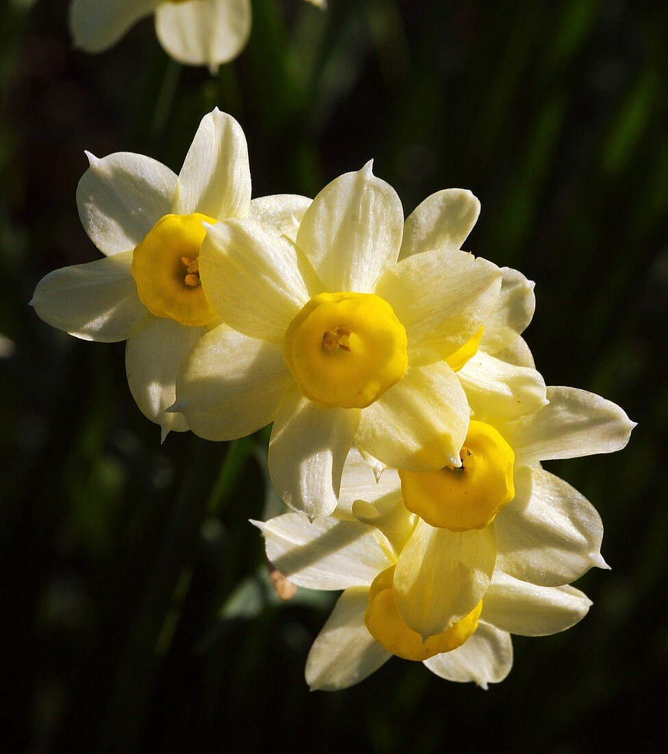 Daffodils (Narcissus 'Minnow')