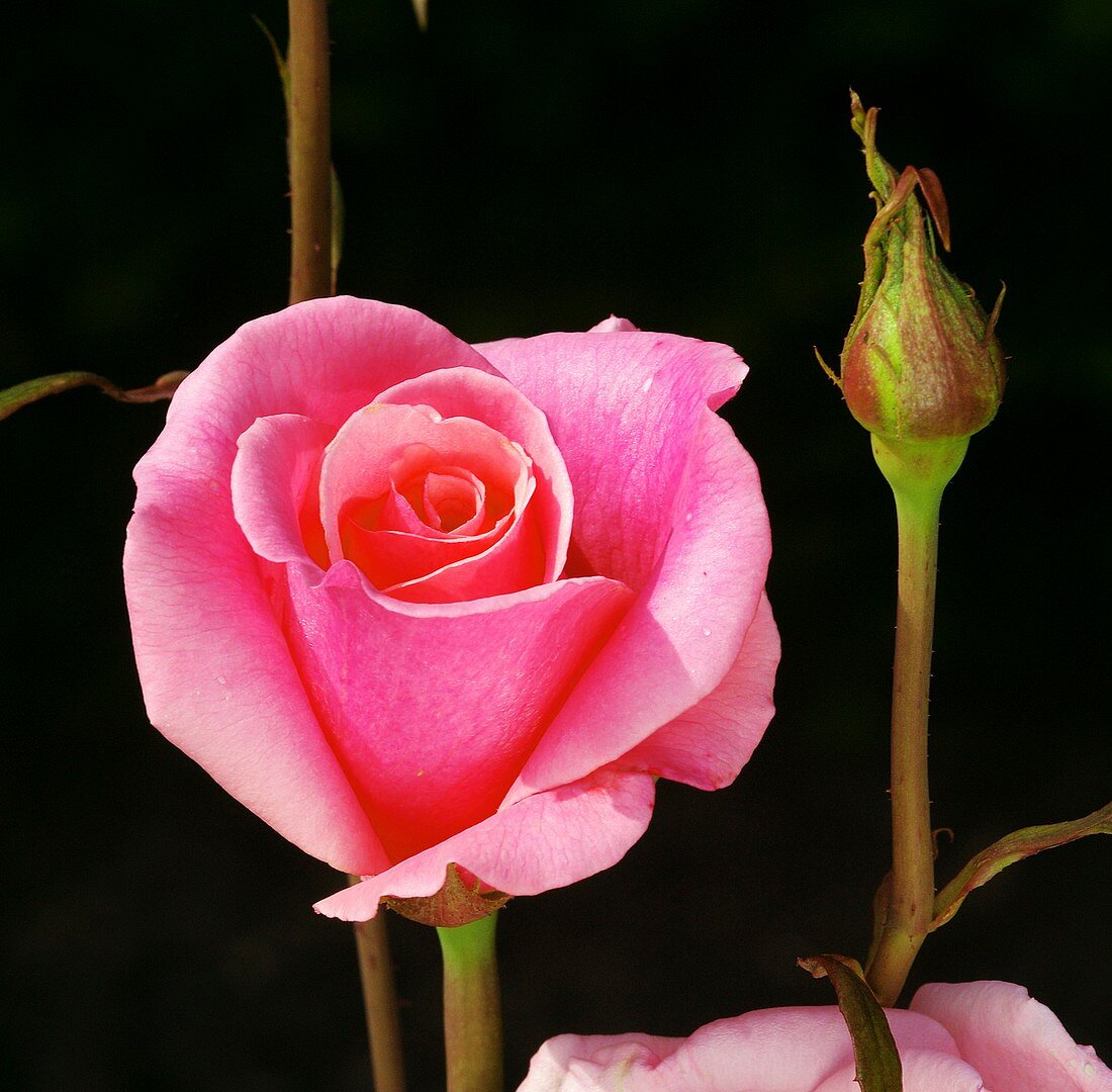 Rose (Rosa 'Prima Ballerina')