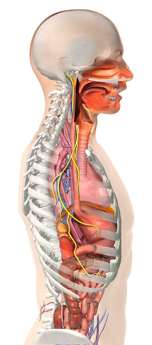 Vagus nerve anatomy,artwork