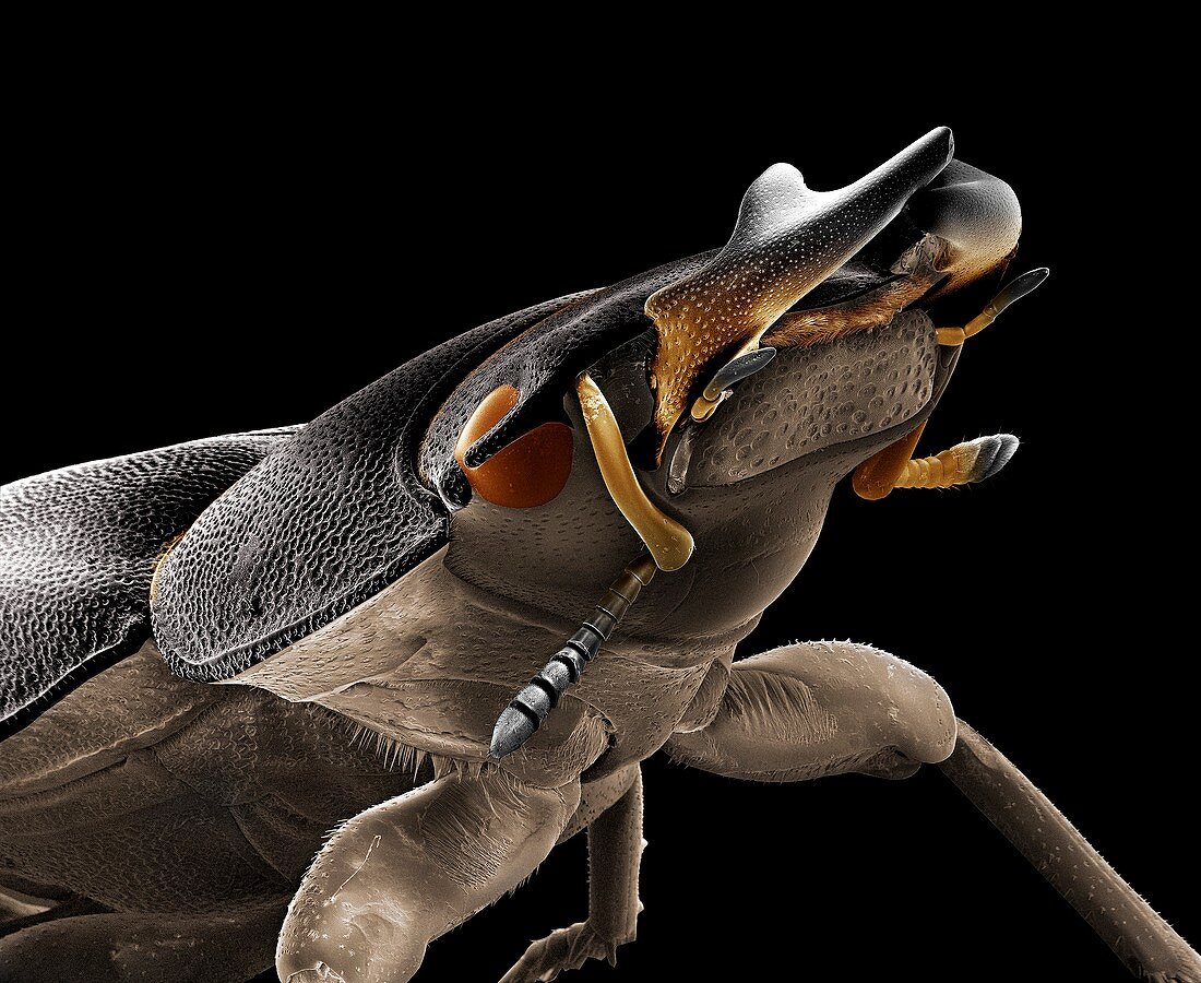 Lesser stag beetle female,SEM