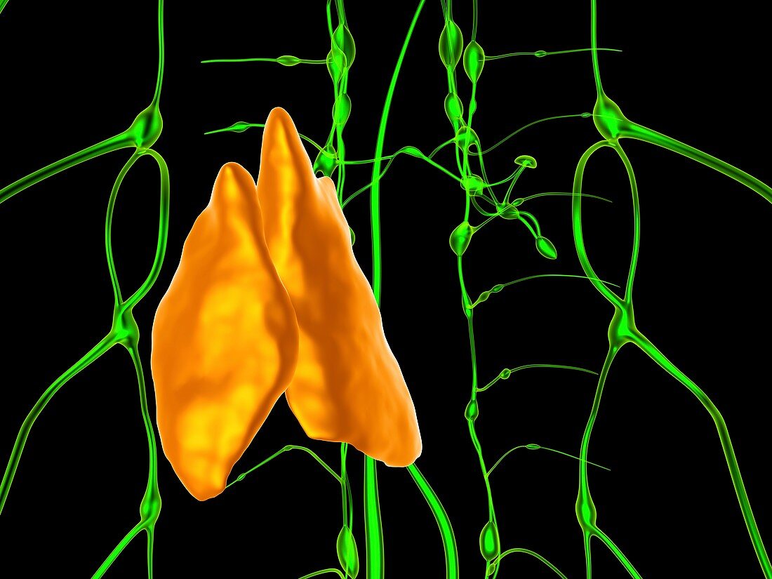 Thymus and lymphatic vessels,artwork