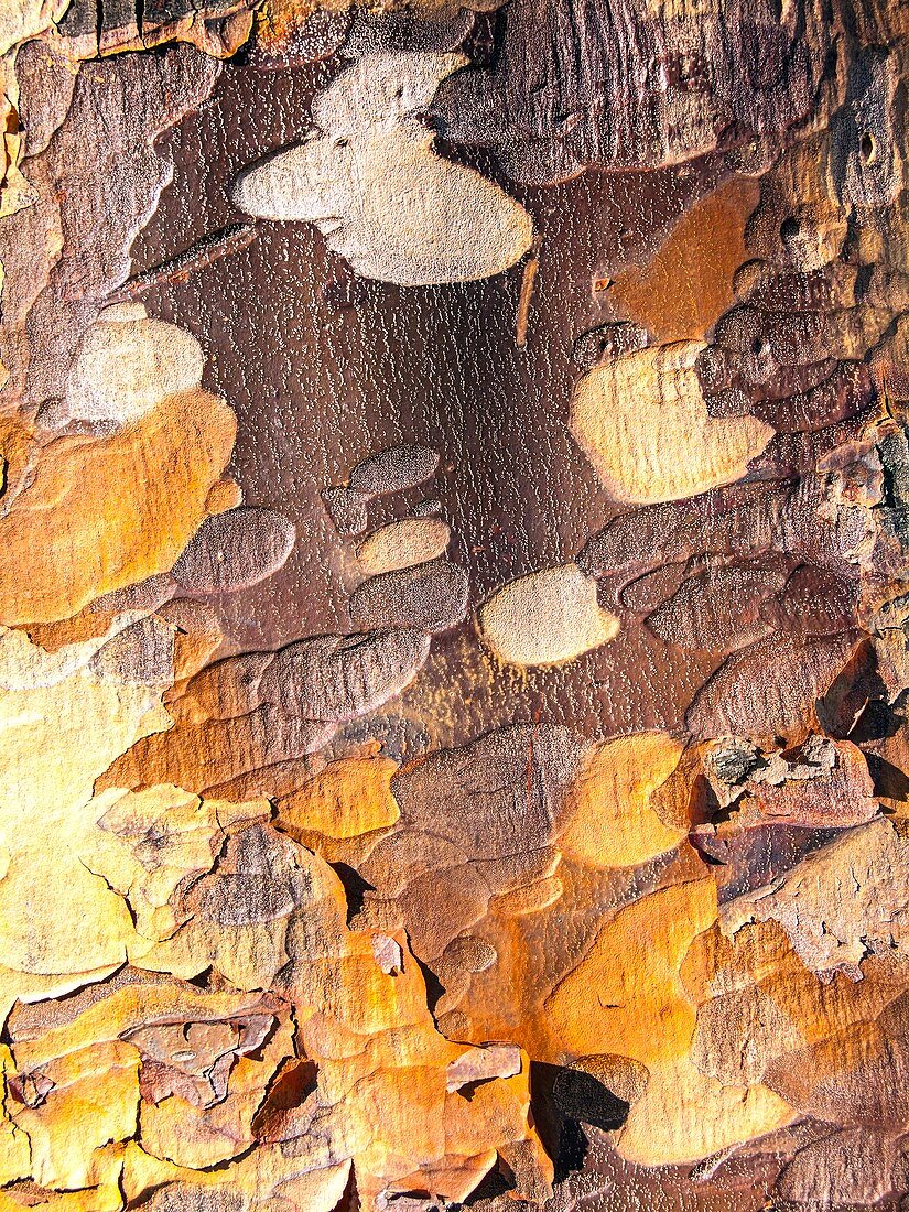 Trunk of the paperbark maple