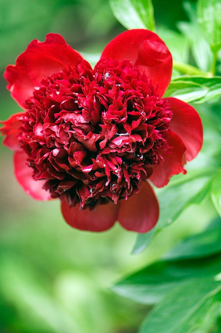 Peony (Paeonia lactiflora 'Red Charm')