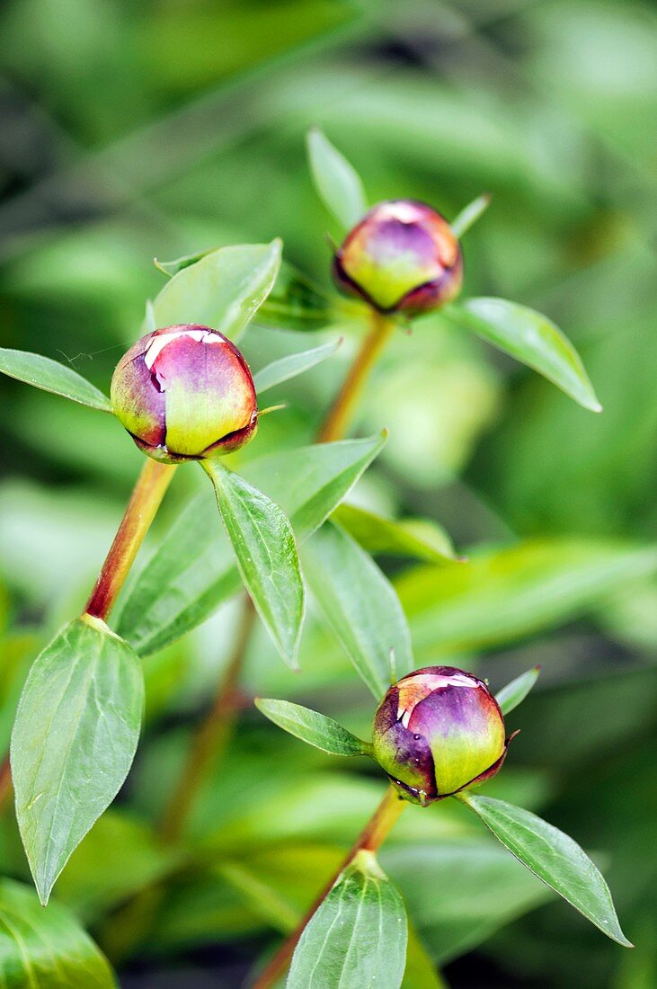 Peony (Paeonia lactiflora)