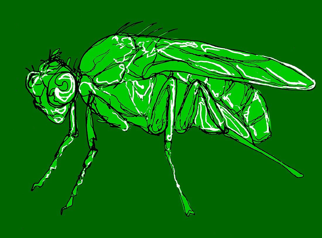Fruit fly,illustration